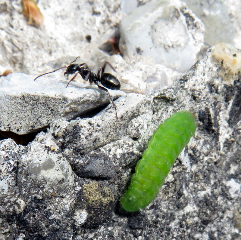 Formica cfr. gagates (e bruco di Lepidottero Lycaenidae)